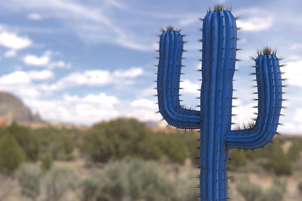 toppnmobotixcactus.jpg